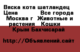 Вяска кота шатландец › Цена ­ 1 000 - Все города, Москва г. Животные и растения » Кошки   . Крым,Бахчисарай